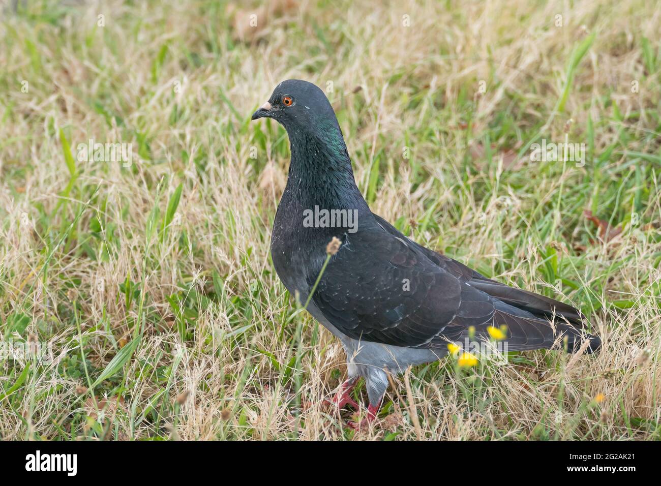 pigeon in piedi nel parco vista ravvicinata con luce naturale all'aperto Foto Stock