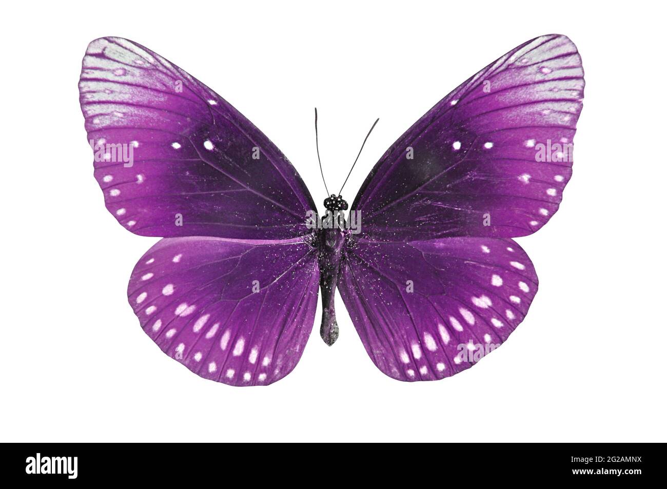 Farfalla viola isolata Foto Stock