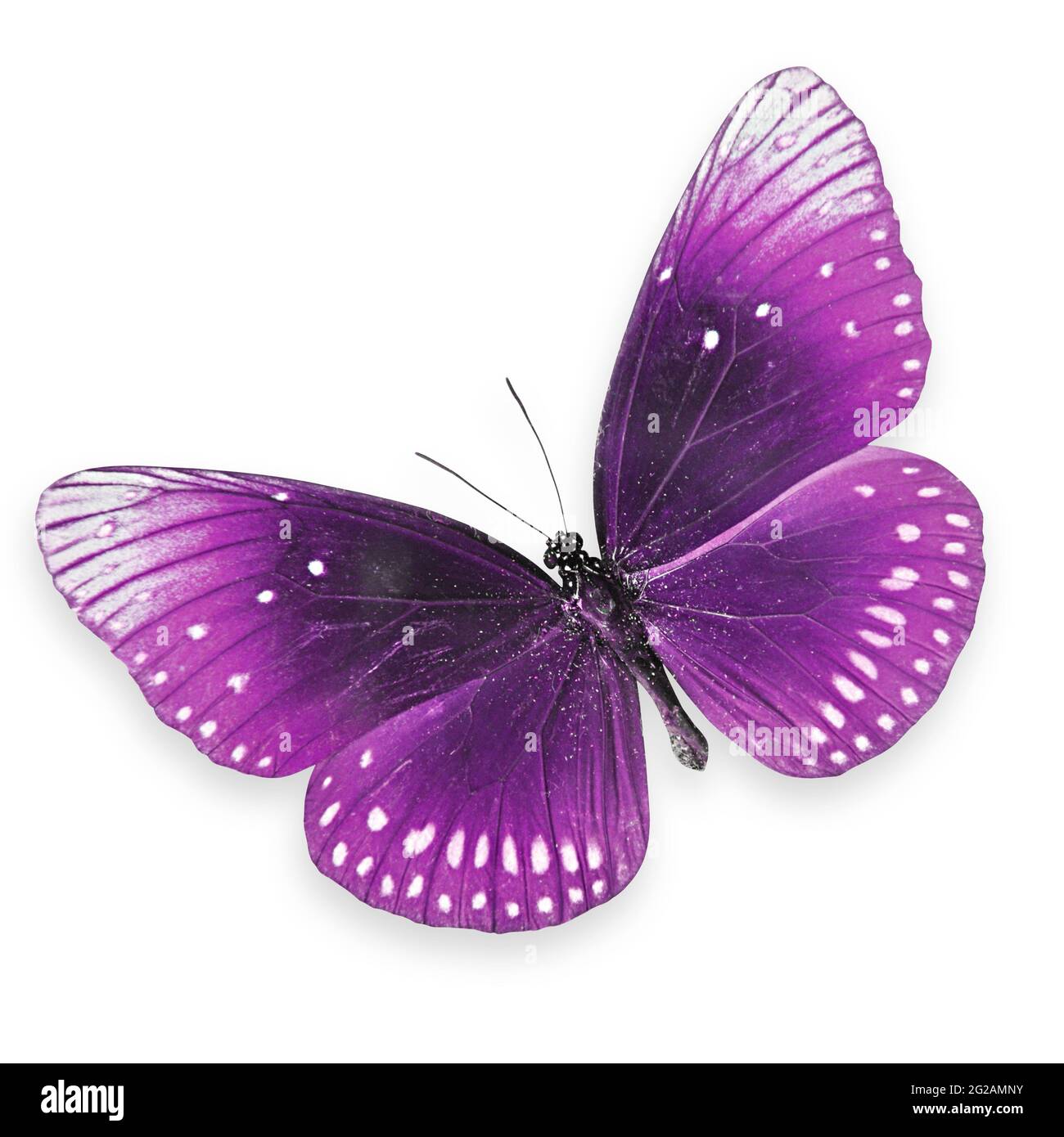 Farfalla viola che vola Foto Stock