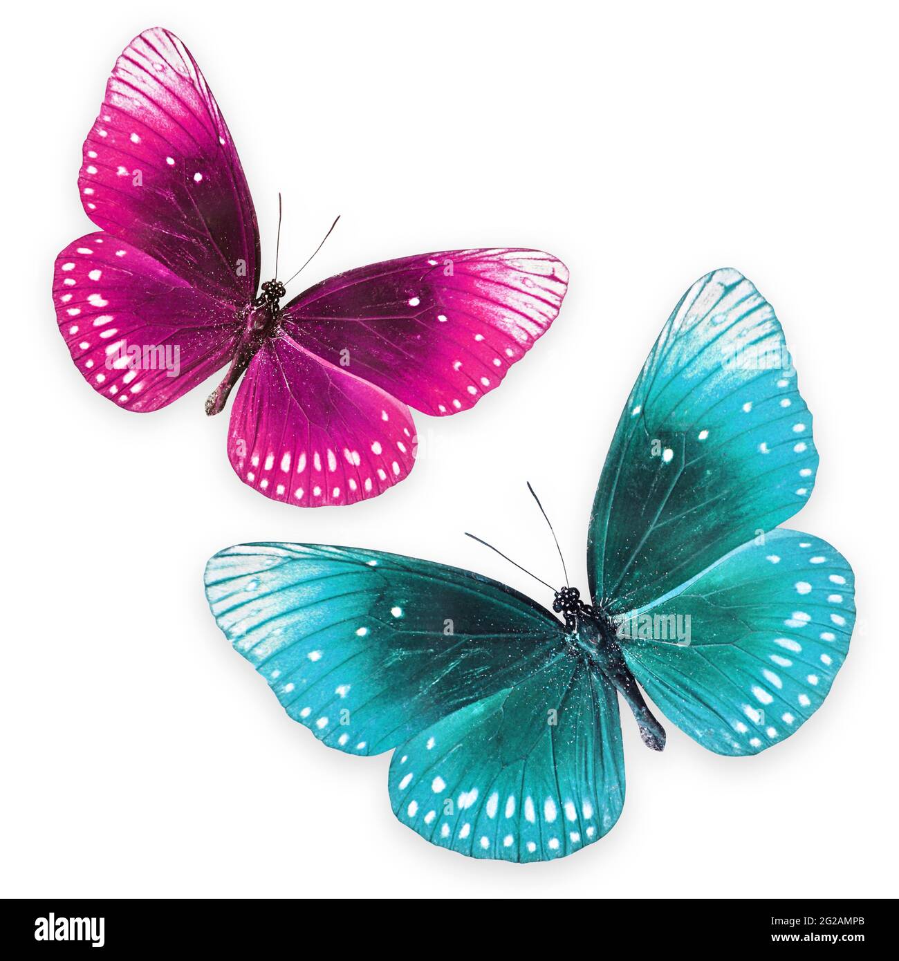 Due farfalle colourful che volano Foto Stock
