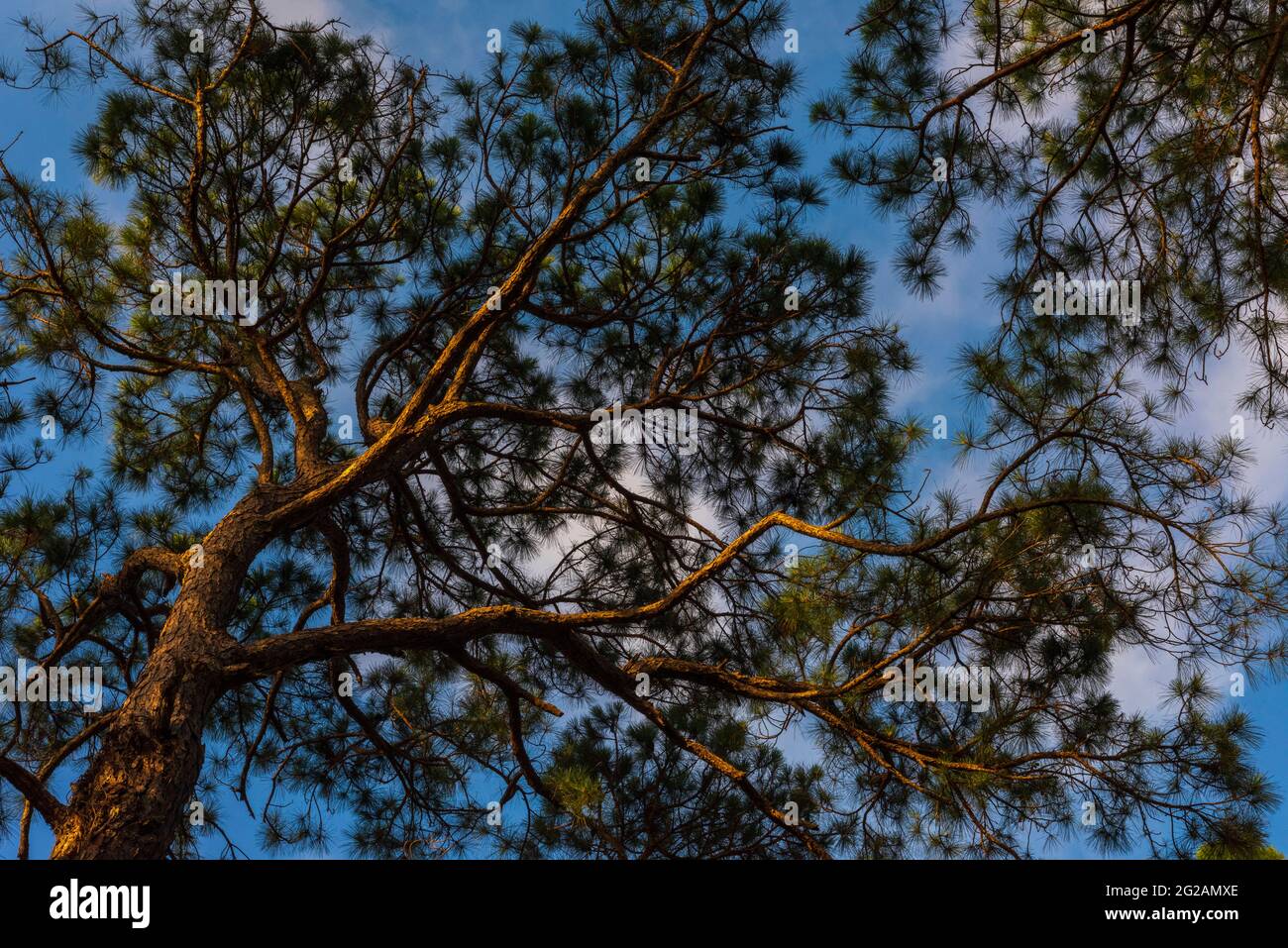 I pini a foglia lunga nel Bayfront Park a Daphne, Alabama, prendere il sole del pomeriggio il 9 giugno 2021. Foto Stock