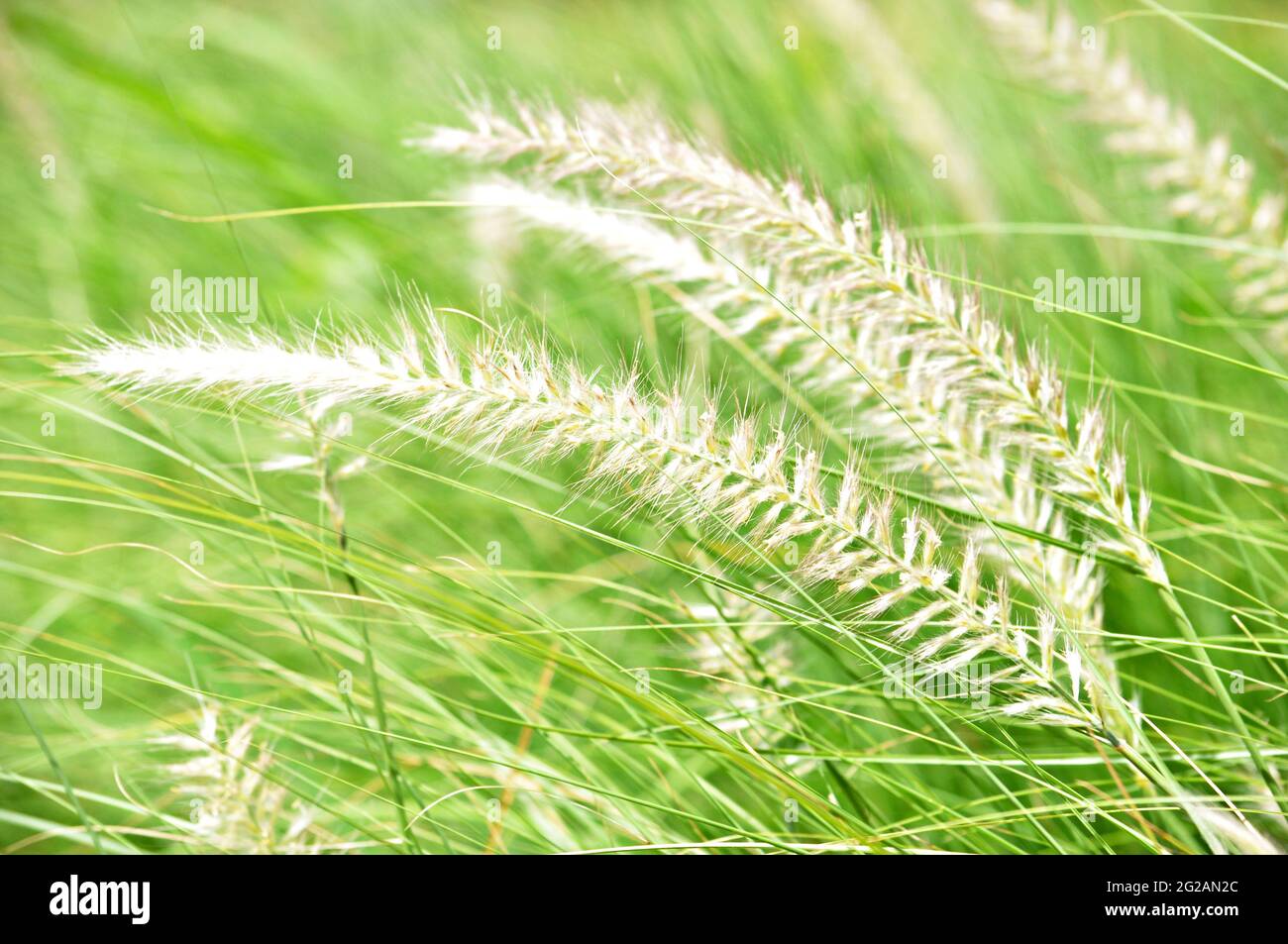 Primo piano di erba fontana nel campo Foto Stock