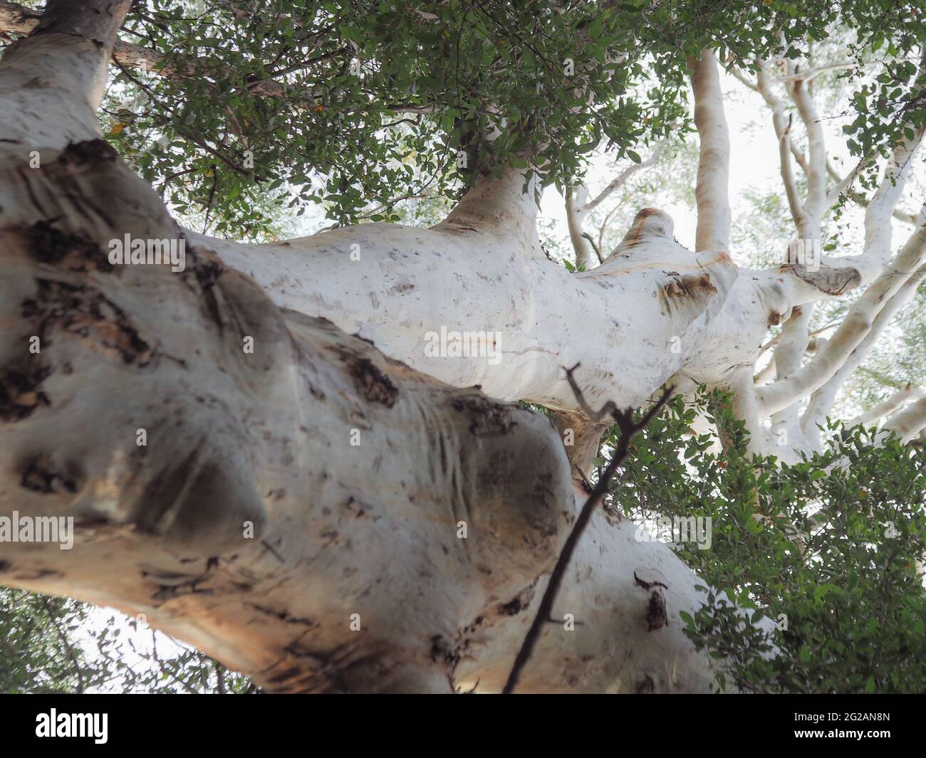 L'albero di Scribbly Gum raggiunge il cielo, guardando su tronchi bianchi grigio argenteo ai rami, baldacchino di foglie verdi di Gum, paesaggio australiano, eucalipto Foto Stock