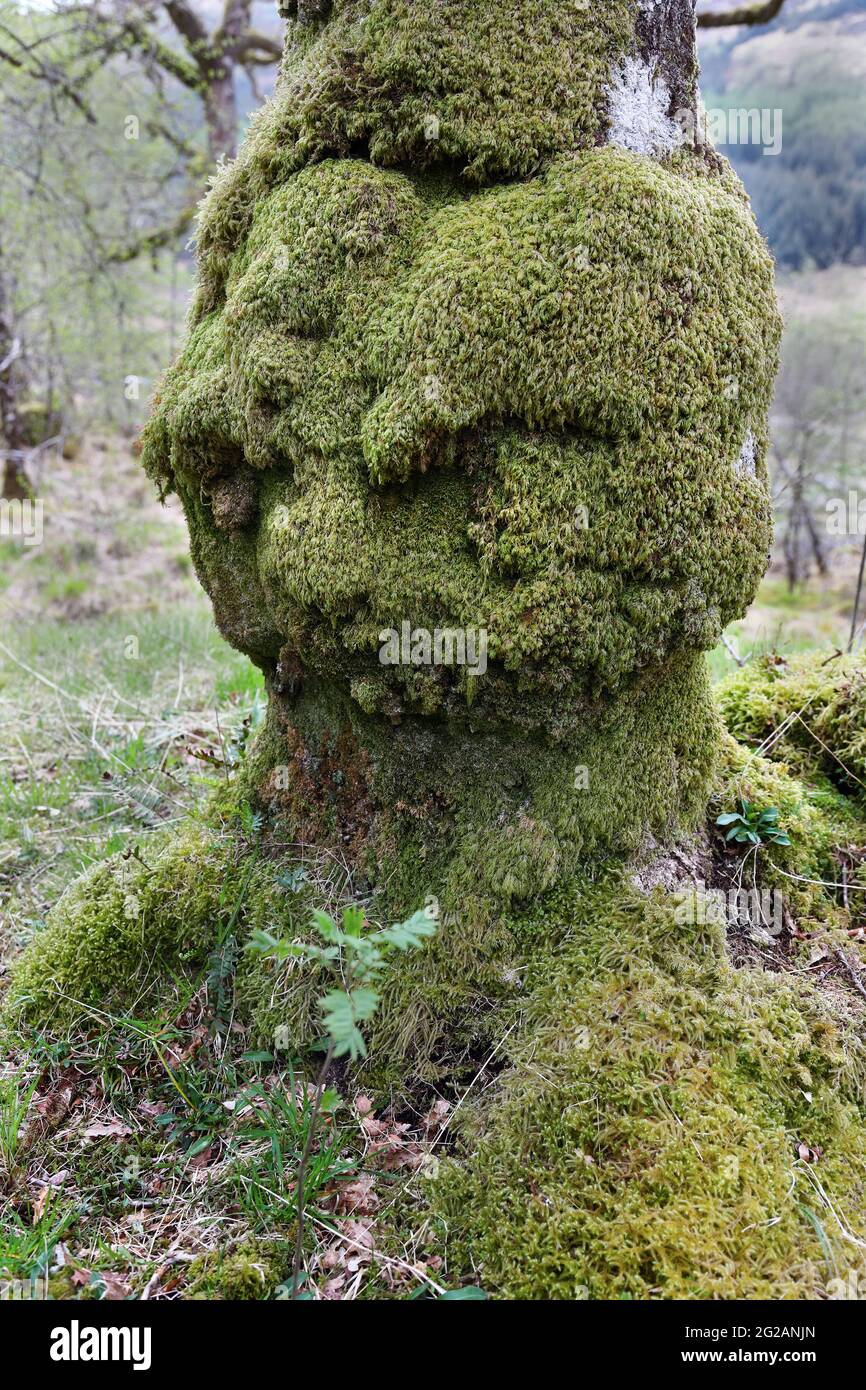 Old Oak Tree a forma di testa umana guardando giù un giovane albero di Rowan che cresce nel suo ombra, Scozia, Regno Unito Foto Stock