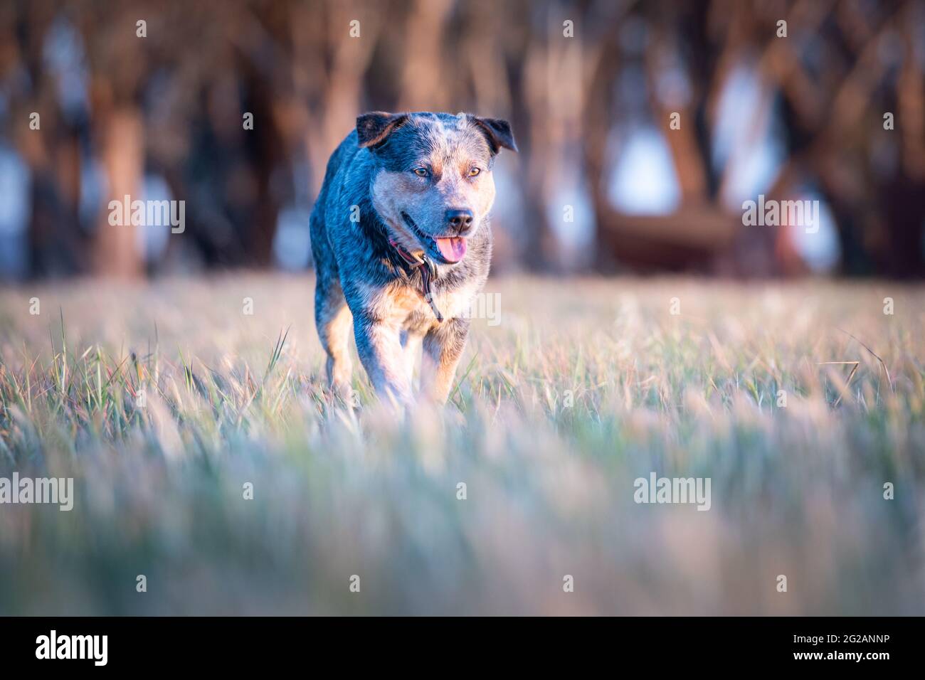 Lavoro cane di bestiame in Australia rurale. Foto Stock