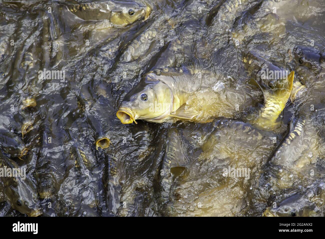 Particolare di pesci selvatici nelle acque dello stagno Foto Stock