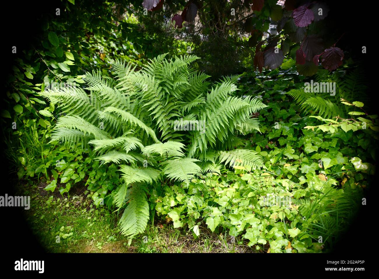 Spot auf Dryopteris filimas - Wurmfarn -und andere Grünpflanzen zur Gartendekoration im Schatten Foto Stock