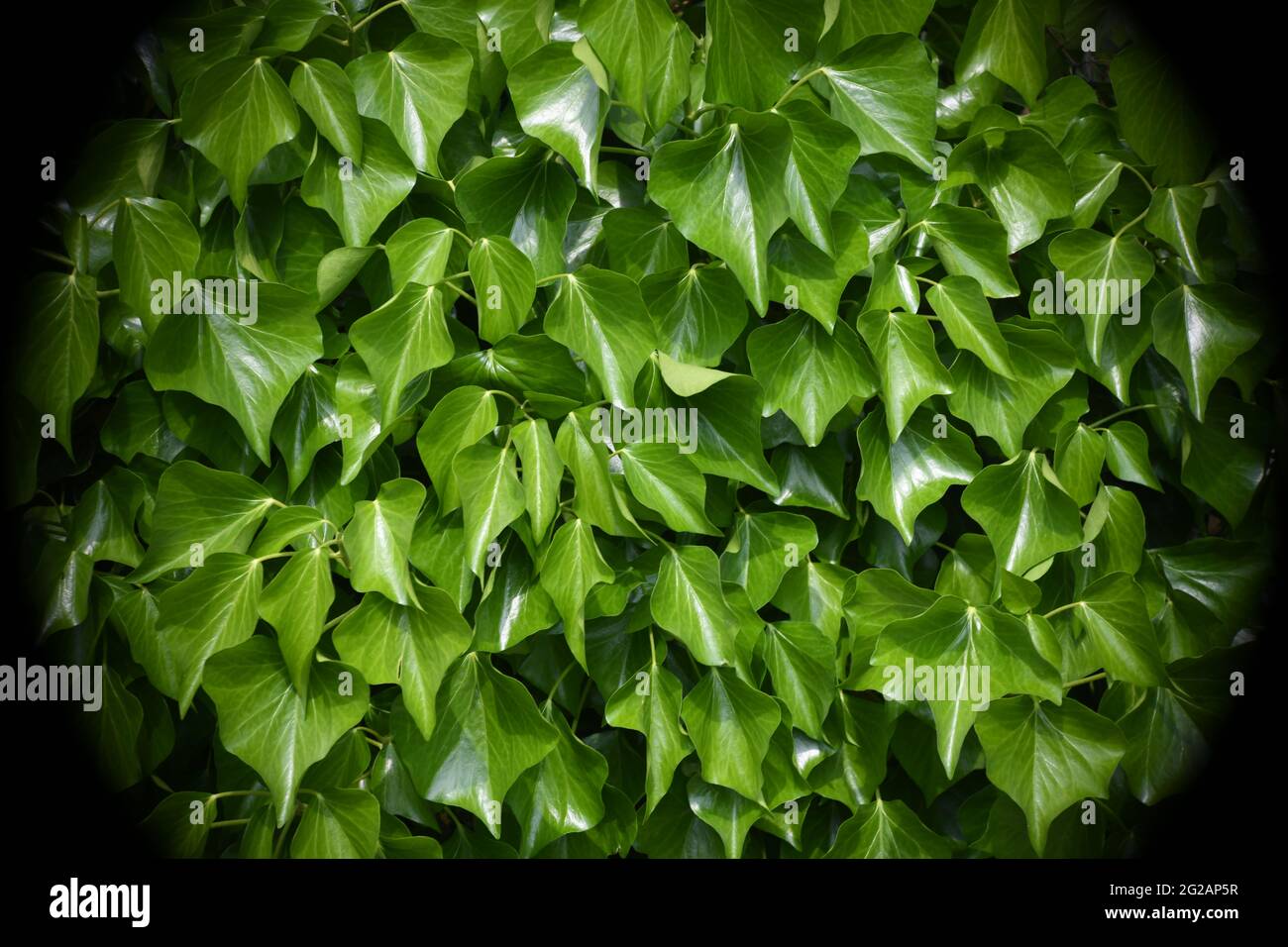 Spot auf saftig grünes Efeu - hedera helix - als Pflanzenwand und Sichtschutz Foto Stock