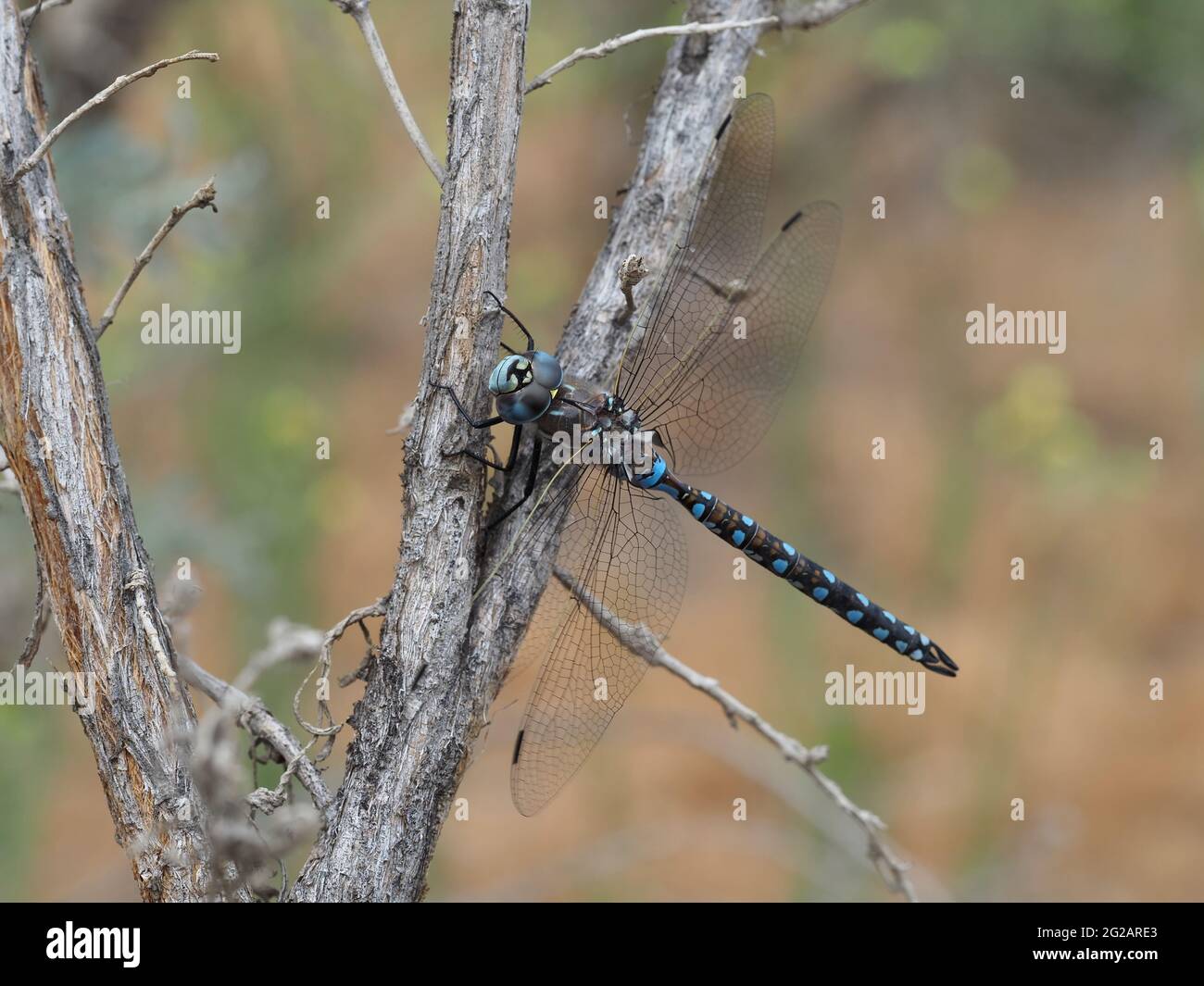 Darner Dragonfly - molto probabilmente Rhionaeschna californica - California Darner Foto Stock