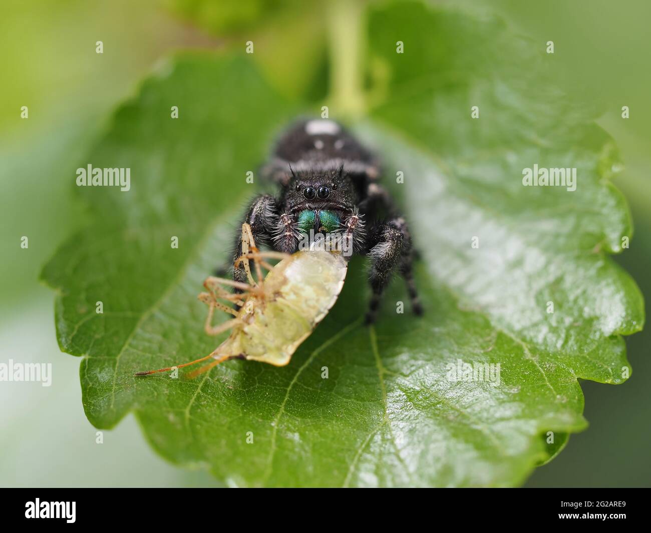 Phidippus audax (ragno che salta in grassetto) con preda (stinkbug) - macrofotografia Foto Stock