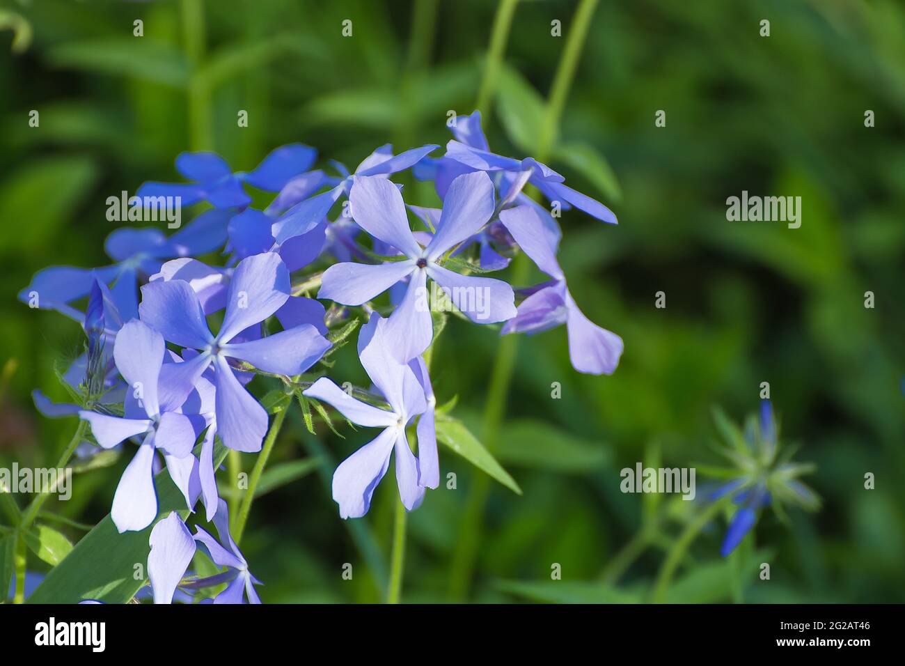 Fiori blu con petali blu su sfondo di erba verde. È presente spazio per la copia. Bellezza in natura, piante in fiore in primavera o in estate. Sfocatura dello sfondo. Foto Stock