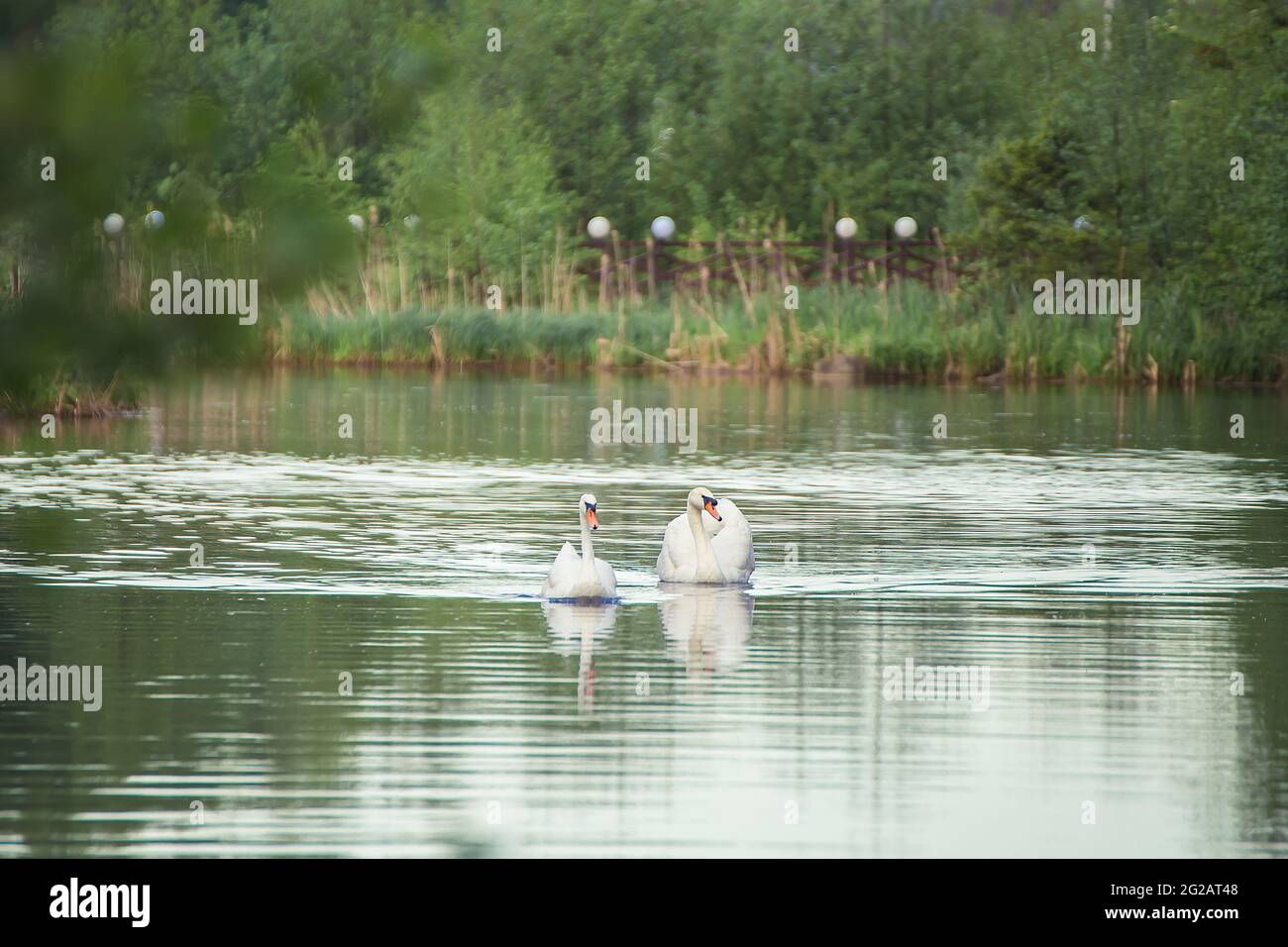 Due cigni bianchi nuotano con grazia lungo il lago fianco a fianco. Fotografia naturale con uccelli selvatici. Bellezza in natura. Caldo giorno di primavera Foto Stock