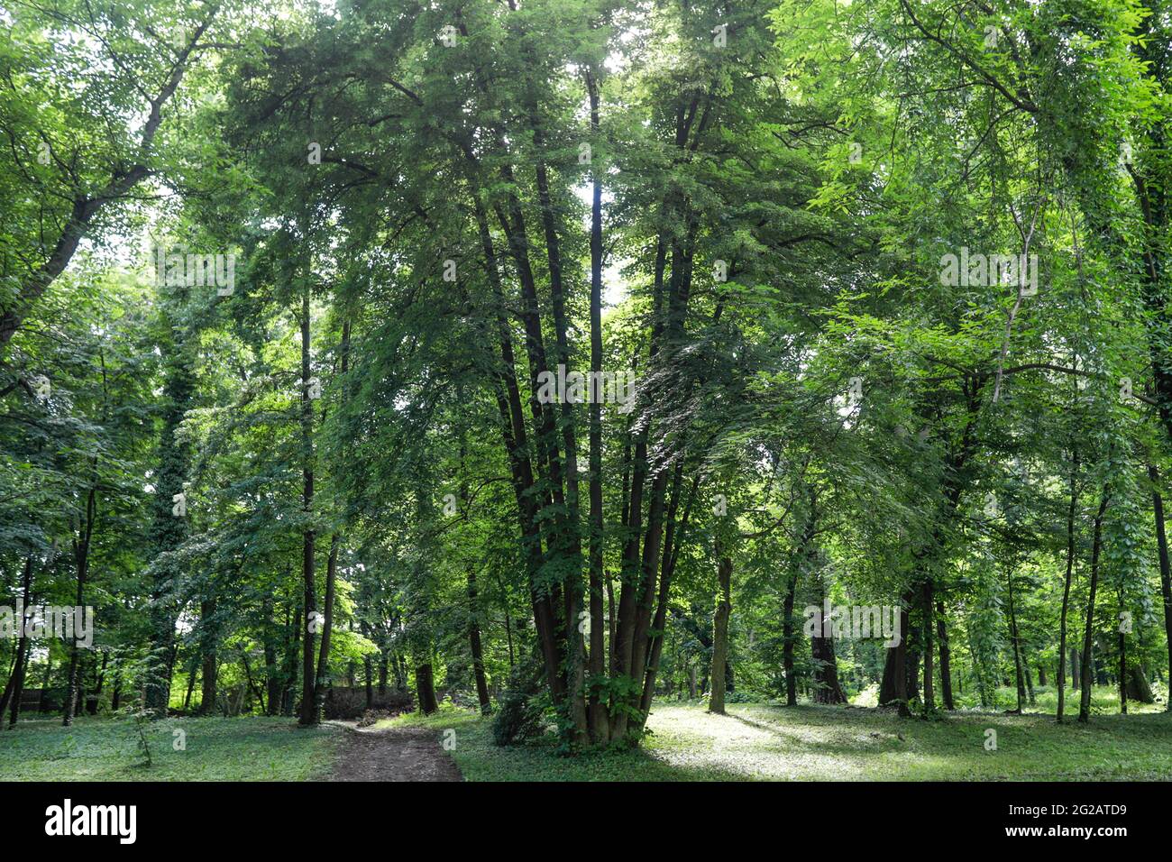 Albero di tronchi multipli (albero di tronchi multipli o albero multi-stelo) in una foresta in Romania. Foto Stock