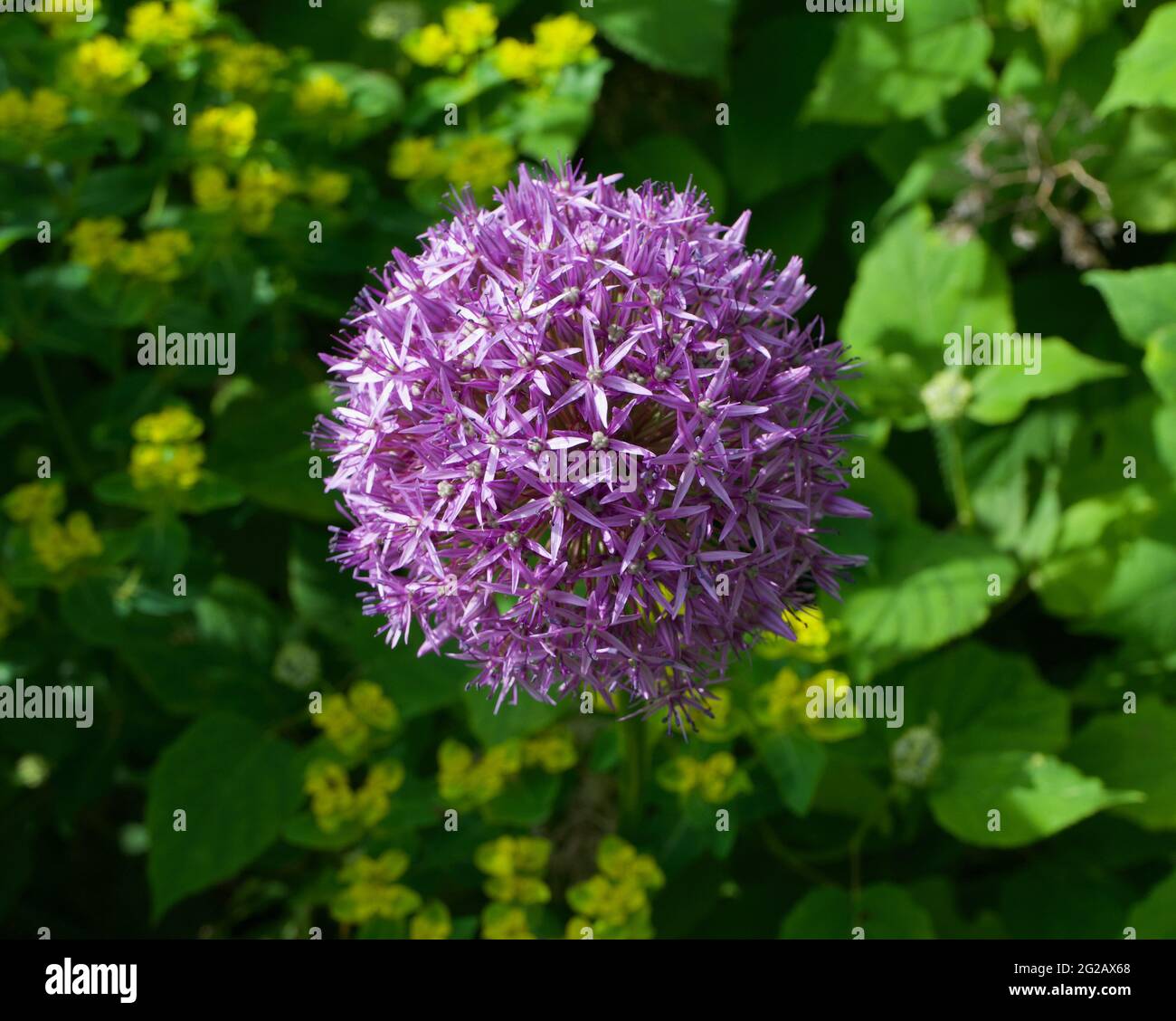 Bel fiore di allio viola chiaro in giornata di sole su sfondo fogliame Foto Stock