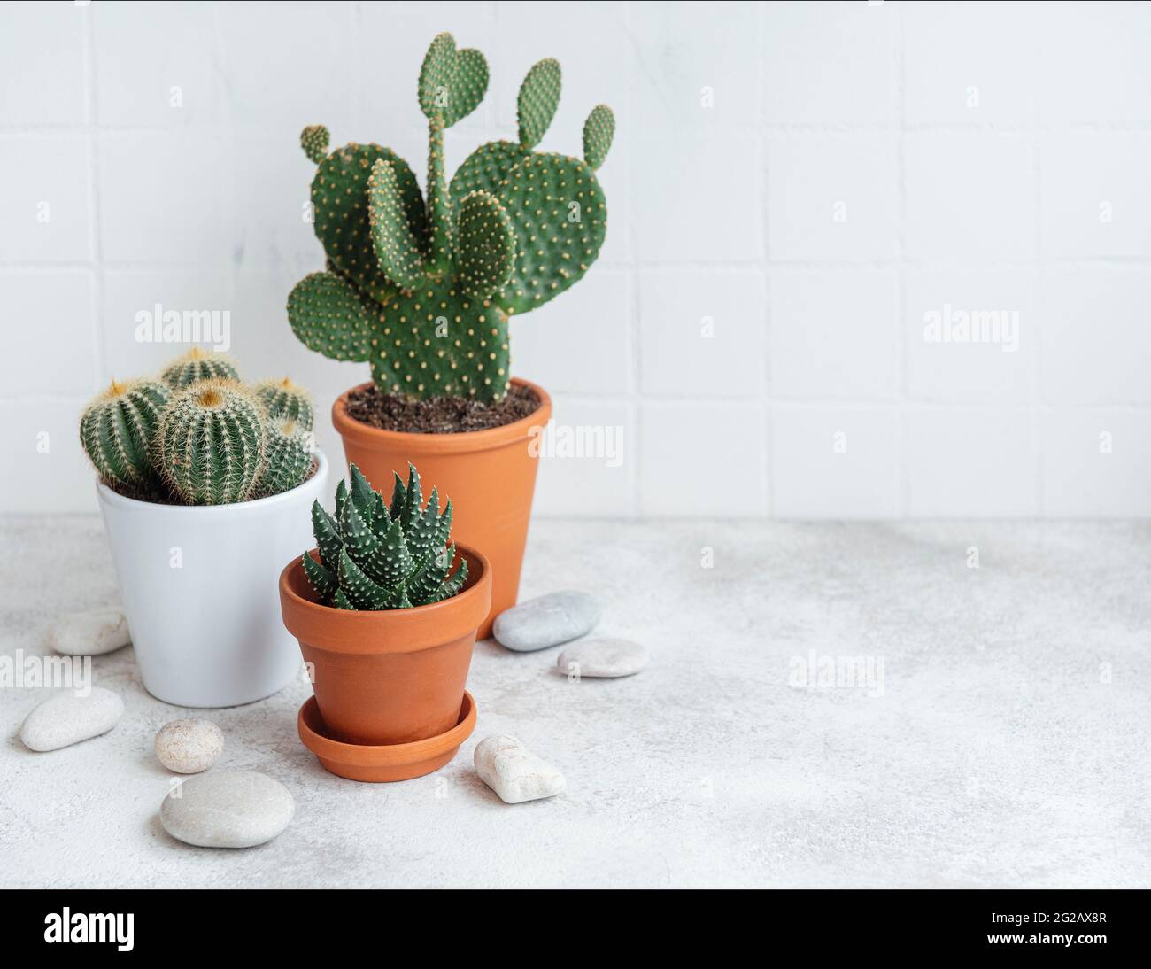 Cactus e pianta succulente in pentole sulla tavola, piante della casa Foto Stock