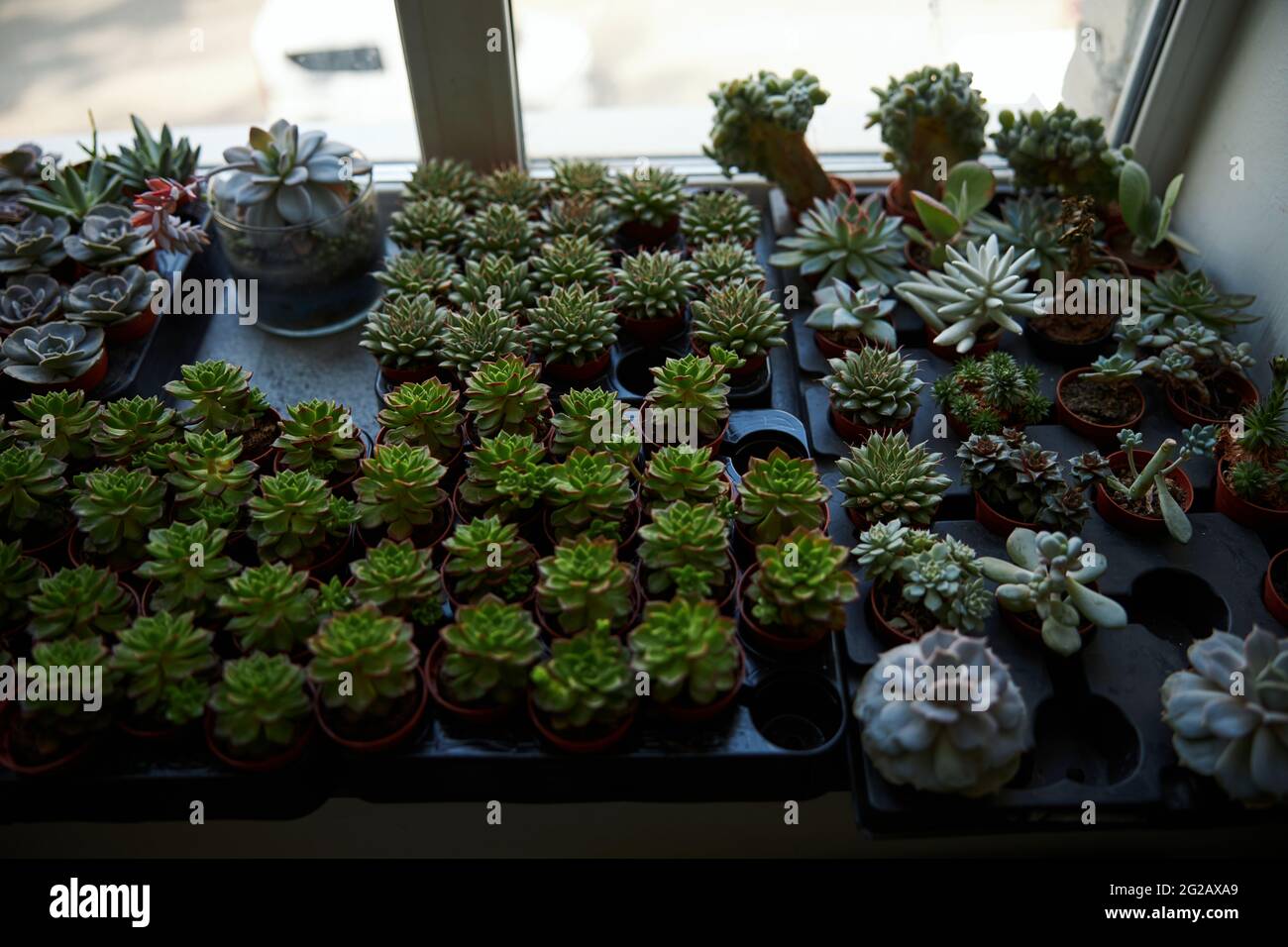 Raccolta di piante succulente in vaso su davanzale Foto Stock