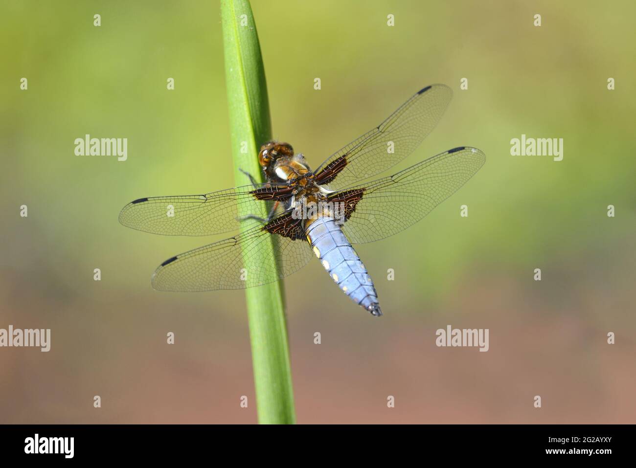 Chaser Dragonfly corposo (Libellula depressa) maschio. Kent, Regno Unito. Giugno Foto Stock