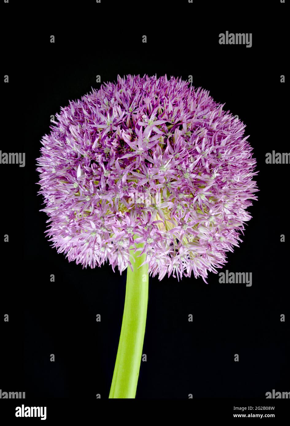 Purple Allium conosciuto anche come aglio olandese (Allium aflatunense) Foto Stock