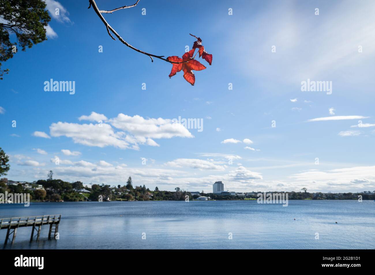 L'autunno rosso parte contro il cielo azzurro soleggiato con le nuvole bianche al lago Pupuke, Takapuna, Auckland Foto Stock