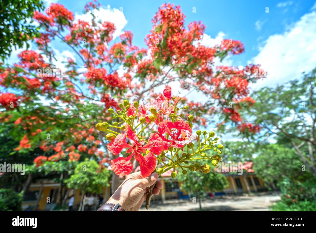 Il ramo rosso del fiore della fenice nella mano dell'uomo e sullo sfondo della scuola significa che l'estate sta arrivando, quando gli studenti possono riposare dopo un anno di studio. Foto Stock