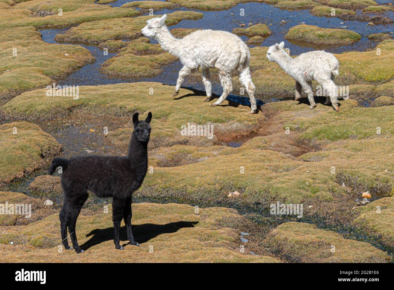 Lama glama (lama glama) vicino al Canyon del Colca, Perù Foto Stock