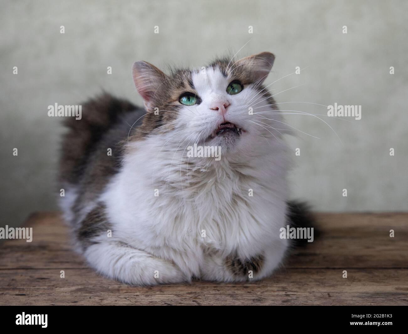 Ritratto di un gatto che posa a casa Foto Stock