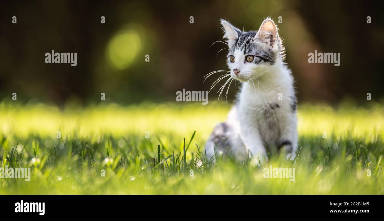 Un piccolo gatto gattino seduto su un'erba in giardino. Ha pelliccia morbida, orecchie affilate e mente curiosa. Foto Stock