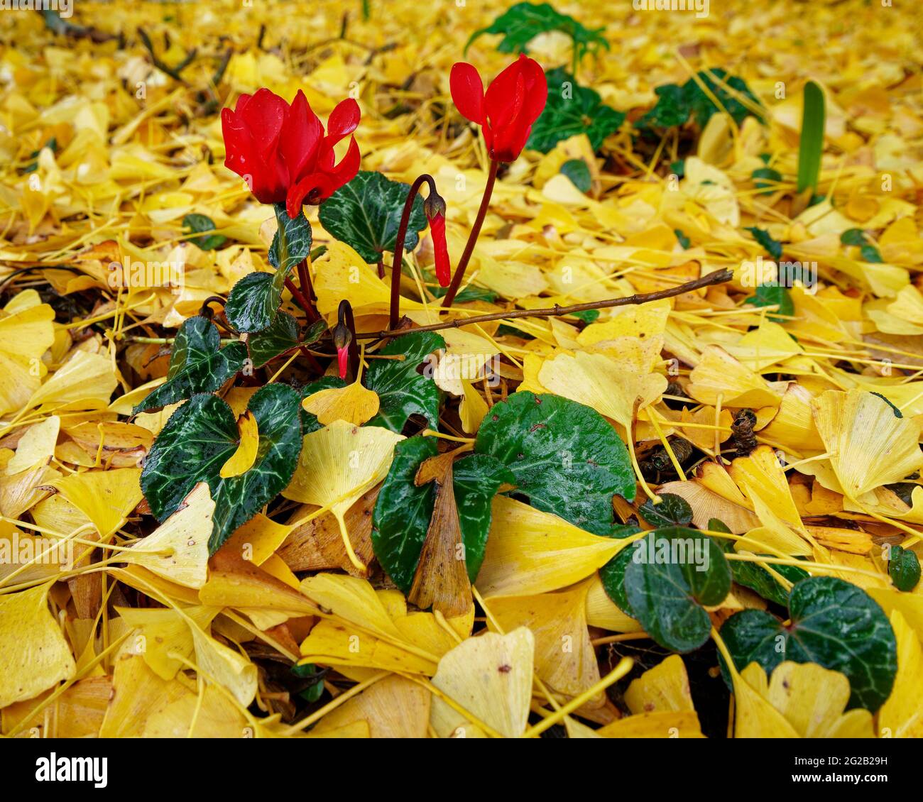 Ciclamino rosso che cresce attraverso un letto di foglie morte di ginkgo in un parco. Foto Stock
