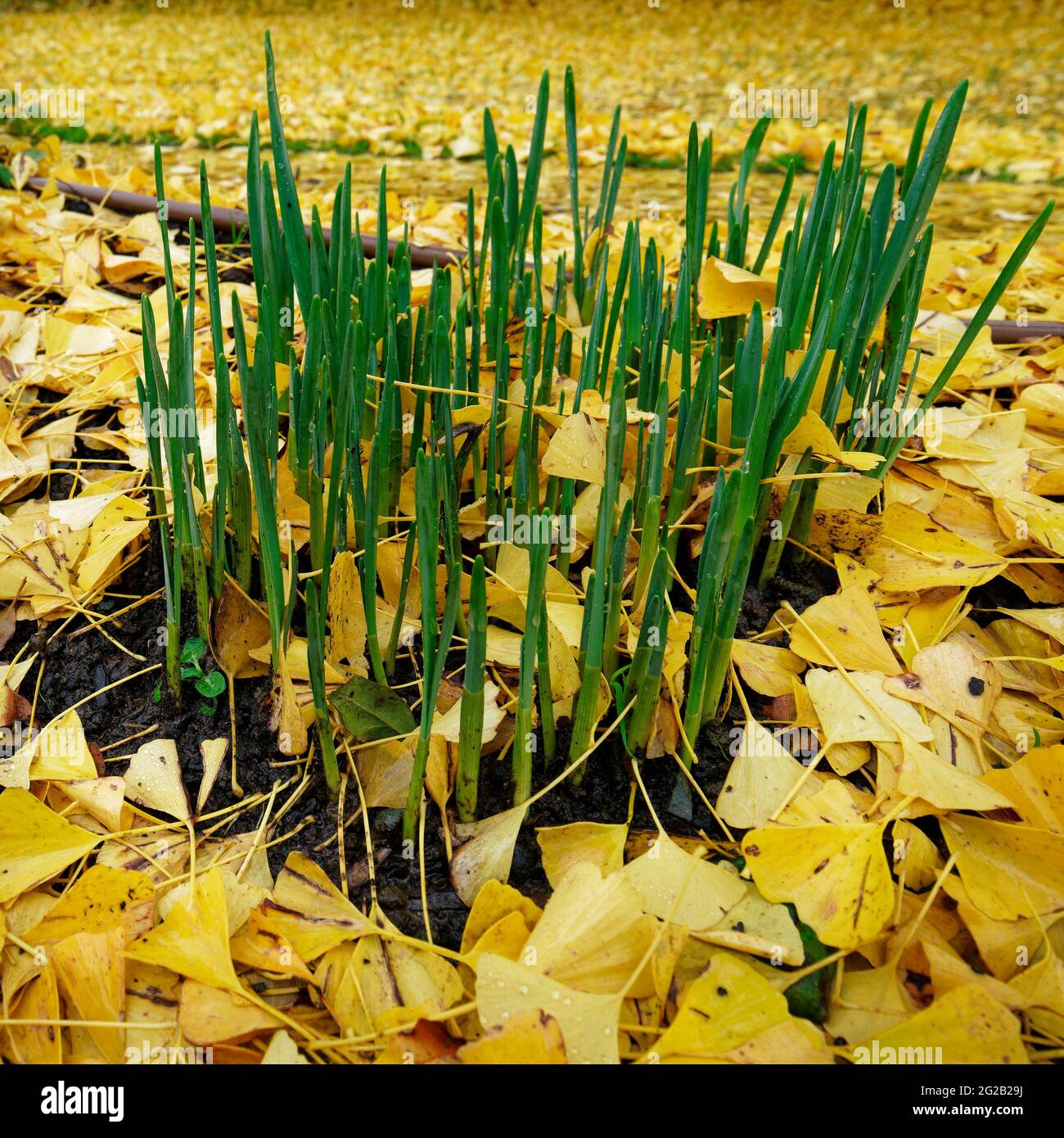Germogli verdi di primavera. Narcisi che crescono attraverso un letto di foglie morte di ginkgo in un parco. Foto Stock