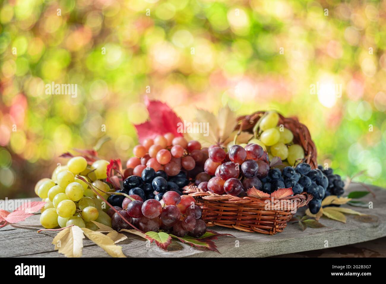 Grappoli d'uva su vecchio tavolo di legno e sfocato sfondo colorato autunno. Varietà di uve colorate mature come simbolo della Cornucopia o ab d'autunno Foto Stock