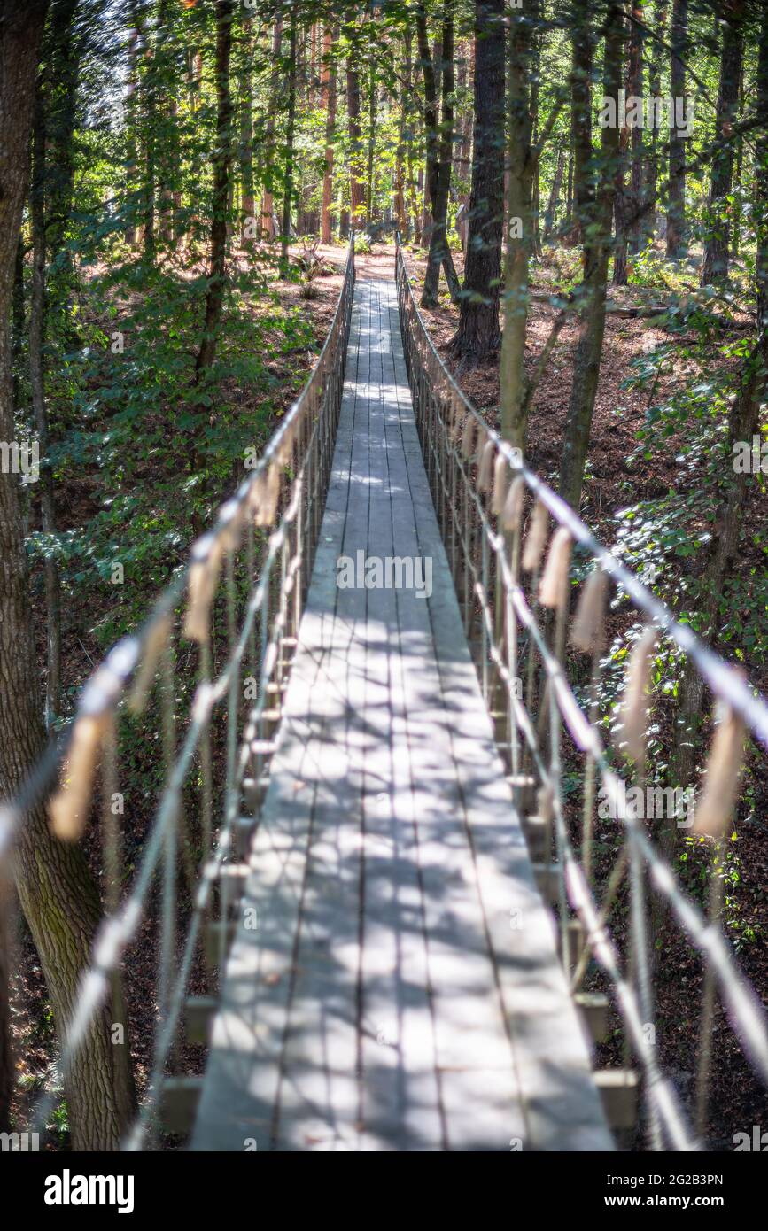 Ponte sospeso nella foresta. Natura sfondo. Foto Stock
