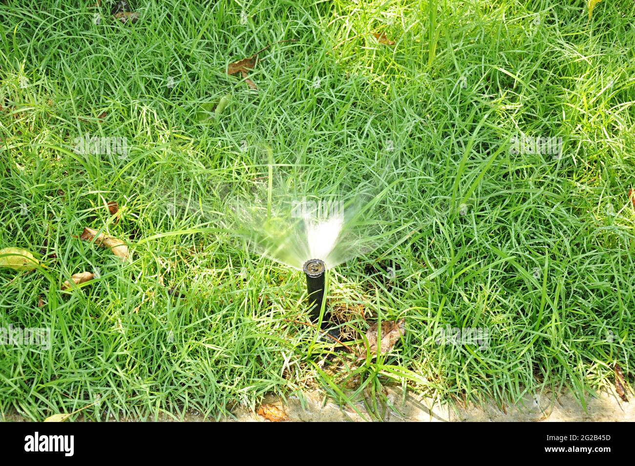 Spruzzatore d'acqua sull'erba Foto Stock