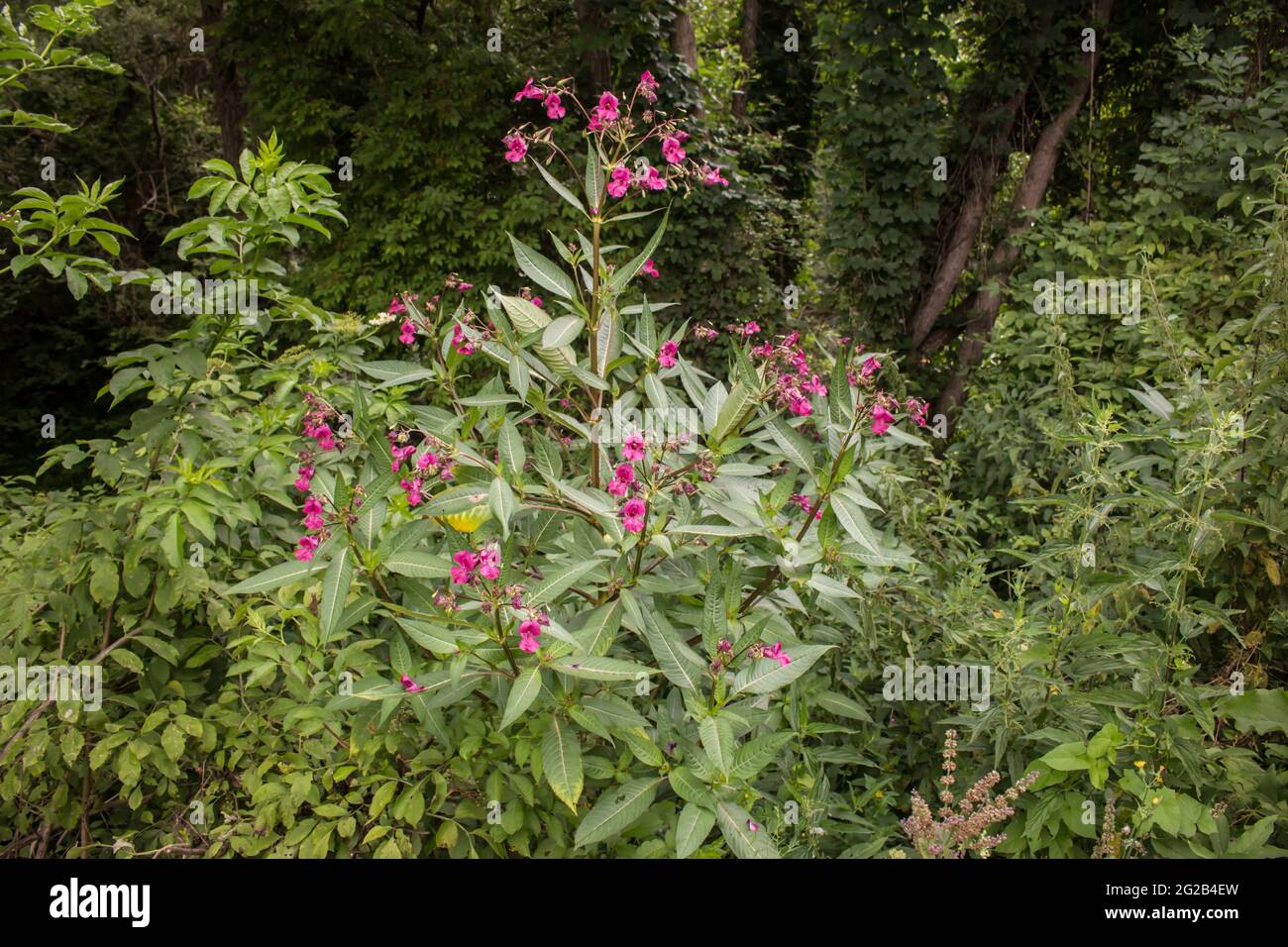 Fiori rosa Himalayan Balsam (nome latino Impatiens glandulifera sulla montagna di Stara in Serbia Foto Stock