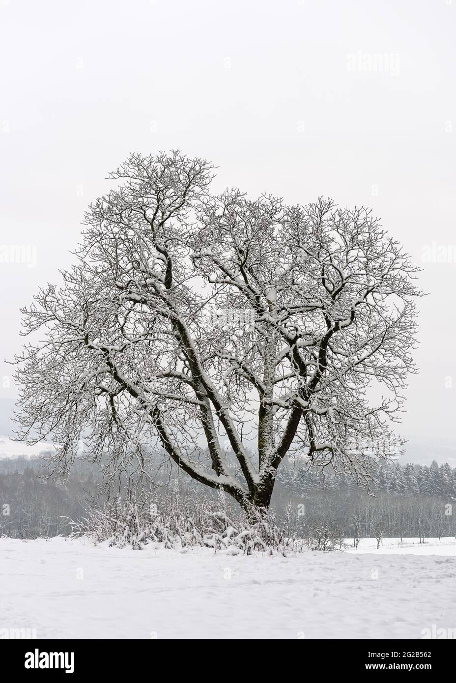 Scena invernale foggy con un unico albero senza foglie su neve bianca in inverno. Paesaggio naturale gelido. Foto Stock
