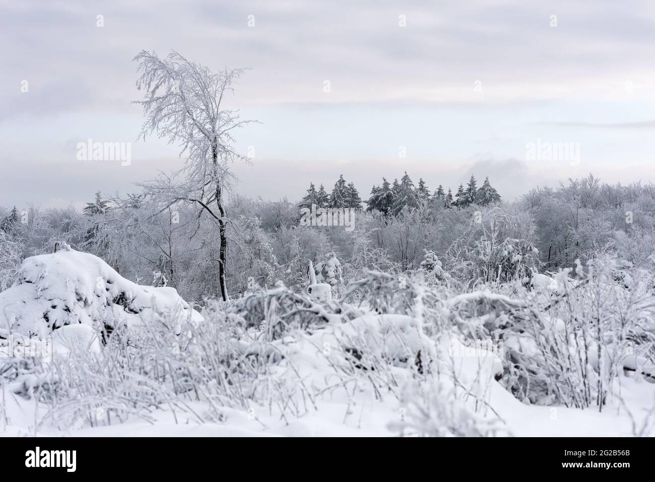 Bellissimo vino nebby alba paesaggio. Alberi e gras ricoperti di brina al mattino foggy. Foto Stock