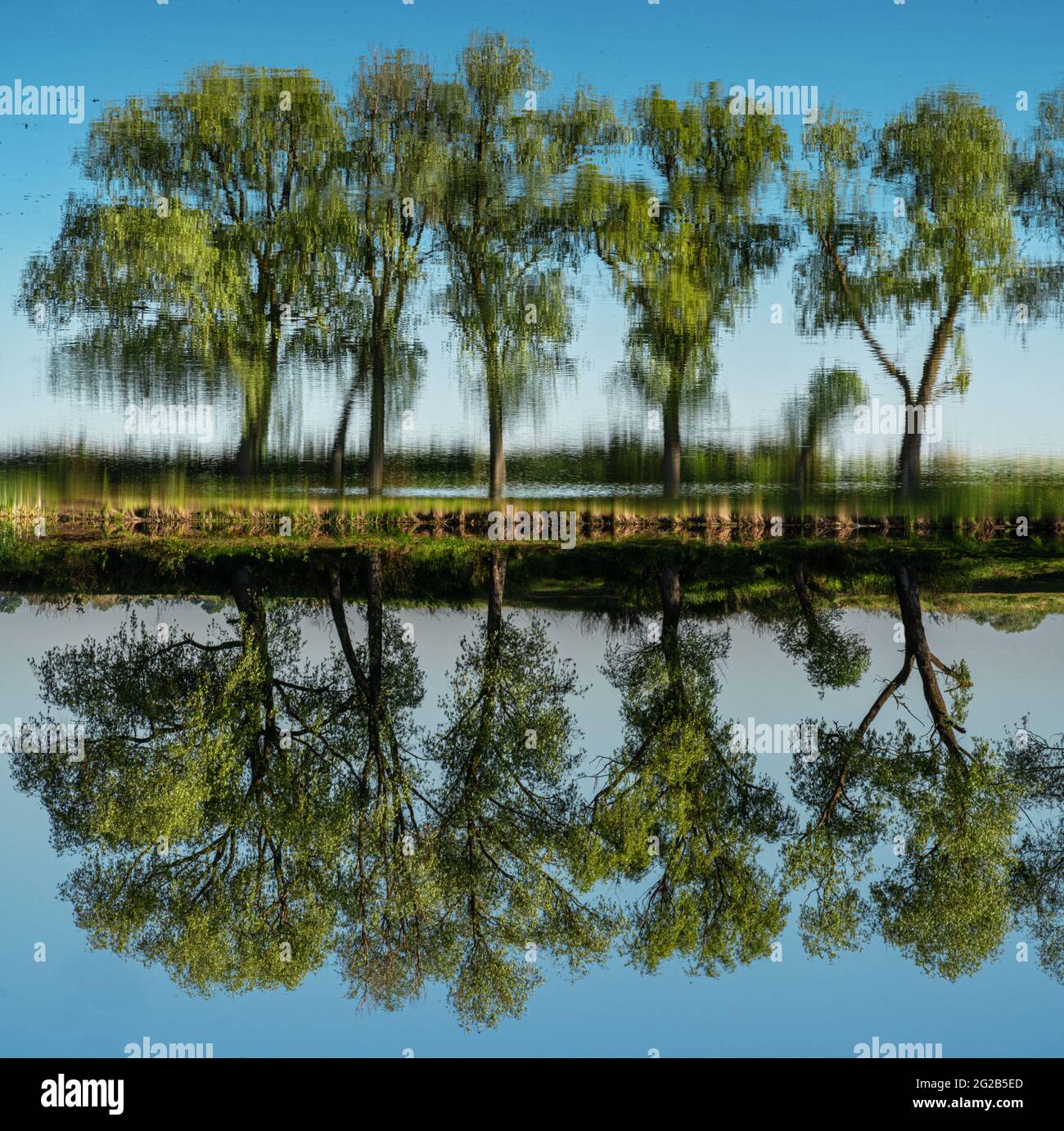 Gli alberi della riva del fiume si riflettono nell'acqua come nello specchio. Incredibile bellezza della natura estiva. Foto Stock