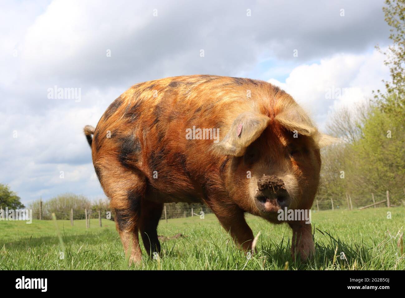 Un primo piano di un maiale zenzero che gode del suo campo verde nella campagna del dorset Foto Stock