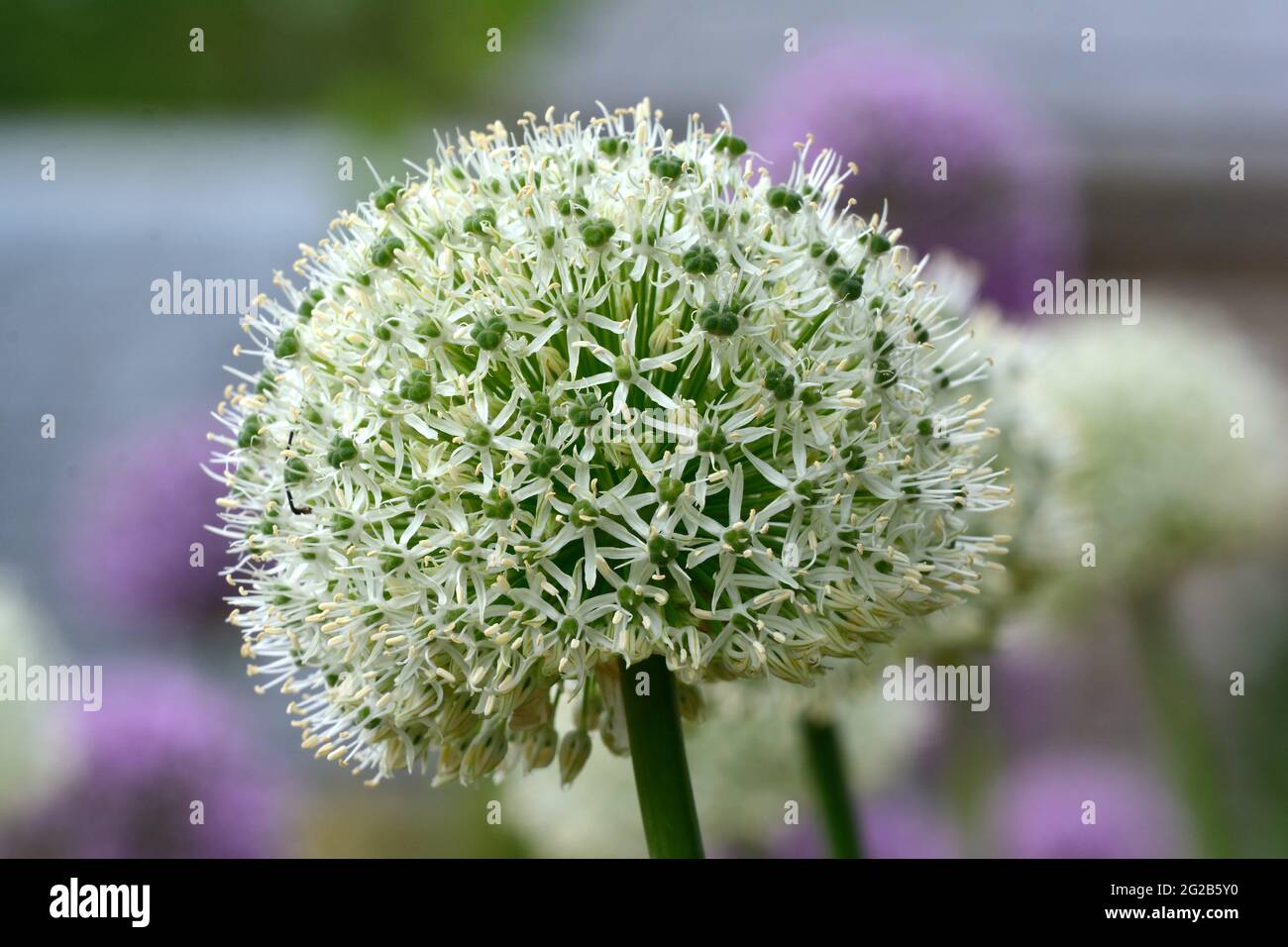 Allium stipitalum Mount Everest fiori bianchi a forma di stella formano palle strettamente impaccate Foto Stock