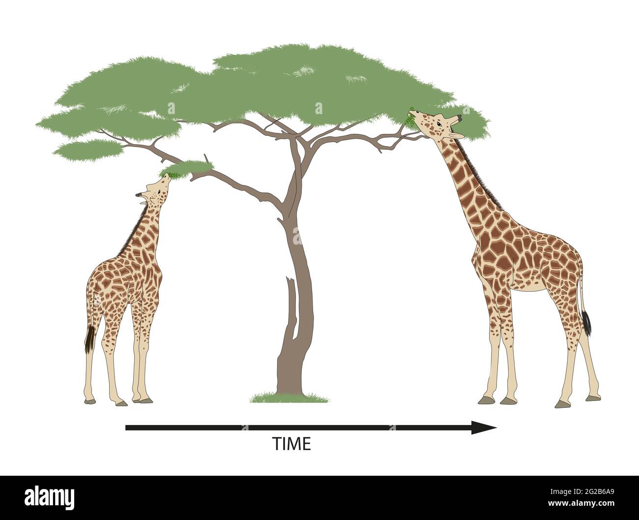 Evoluzione Giraffe e selezione naturale Foto Stock