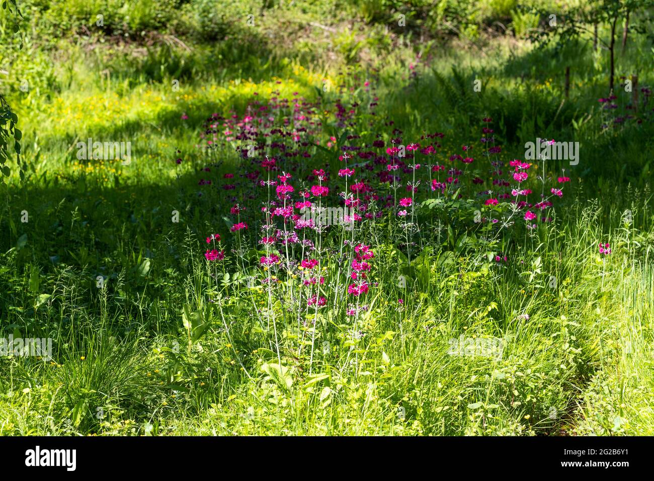 Esposizione floreale ai giardini del Lydney Park. Un giardino di Rododendro e Azalea. Lord Bathurst apre i giardini privati in primavera. Foto Stock