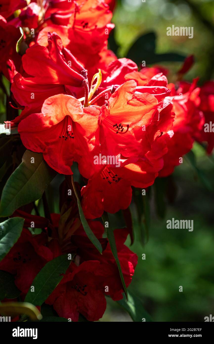 Esposizione floreale ai giardini del Lydney Park. Un giardino di Rododendro e Azalea. Lord Bathurst apre i giardini privati in primavera. Foto Stock