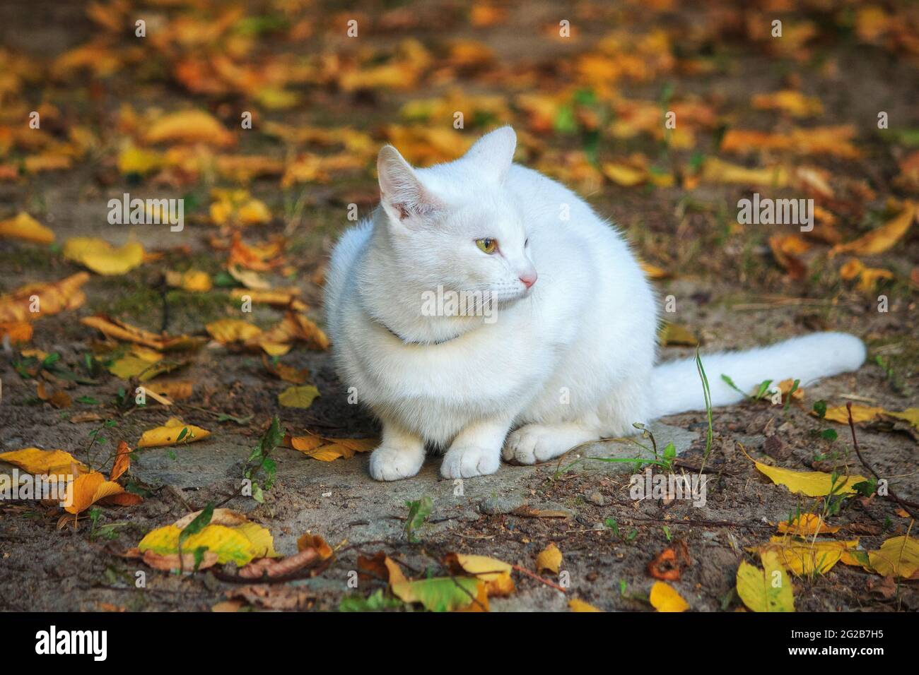 Meravigliosa passeggiata autunnale di gatti su foglie cadute Foto Stock