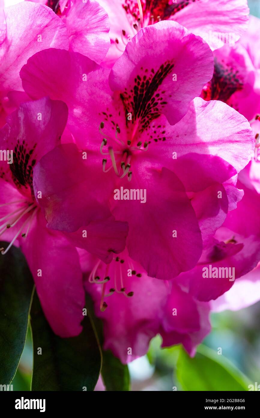 Esposizione floreale ai giardini del Lydney Park. Un giardino di Rododendro e Azalea. Lord Bathurst apre i giardini privati in primavera. Foto Stock