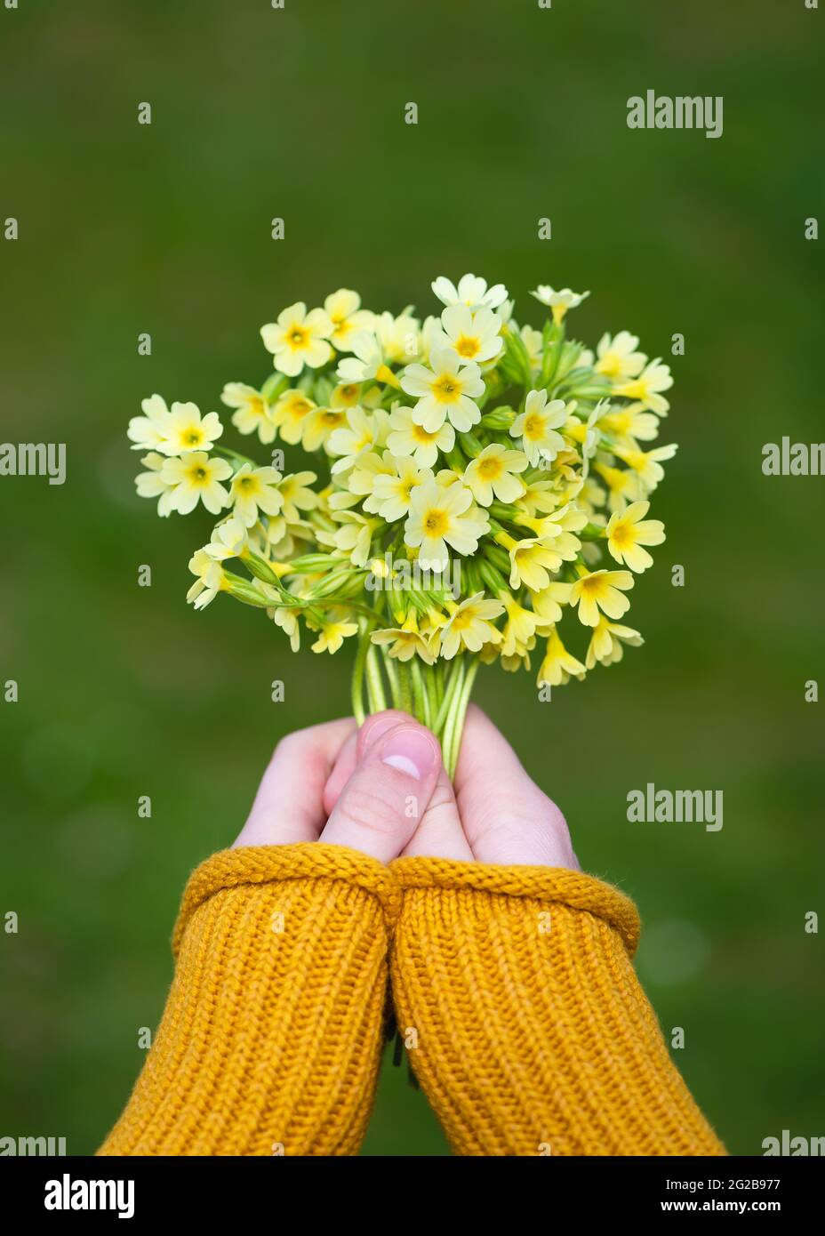 Mani che tengono bel bouquet di fiori di prato giallo selvatico per il presente. Foto Stock