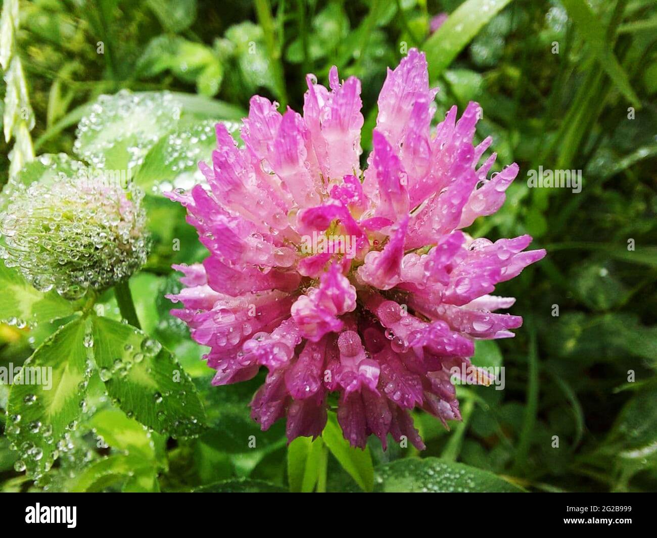 Trifoglio rosa: Un fiore e un germoglio con gocce di pioggia o rugiada primo piano su uno sfondo di erba verde. Pianta erbacea di prato che porta miele. Erba medicinale Foto Stock