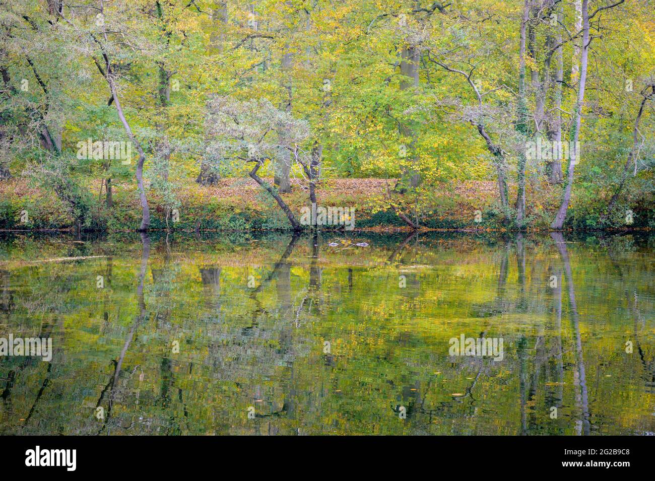 Colori autunnali fogliame della foresta riflesso nelle acque del lago, Bloemendaal, Paesi Bassi. Foto Stock