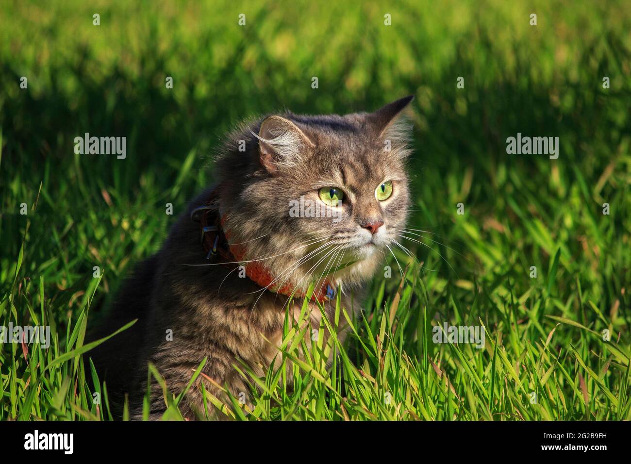 Meravigliosa passeggiata autunnale di gatti su foglie cadute Foto Stock