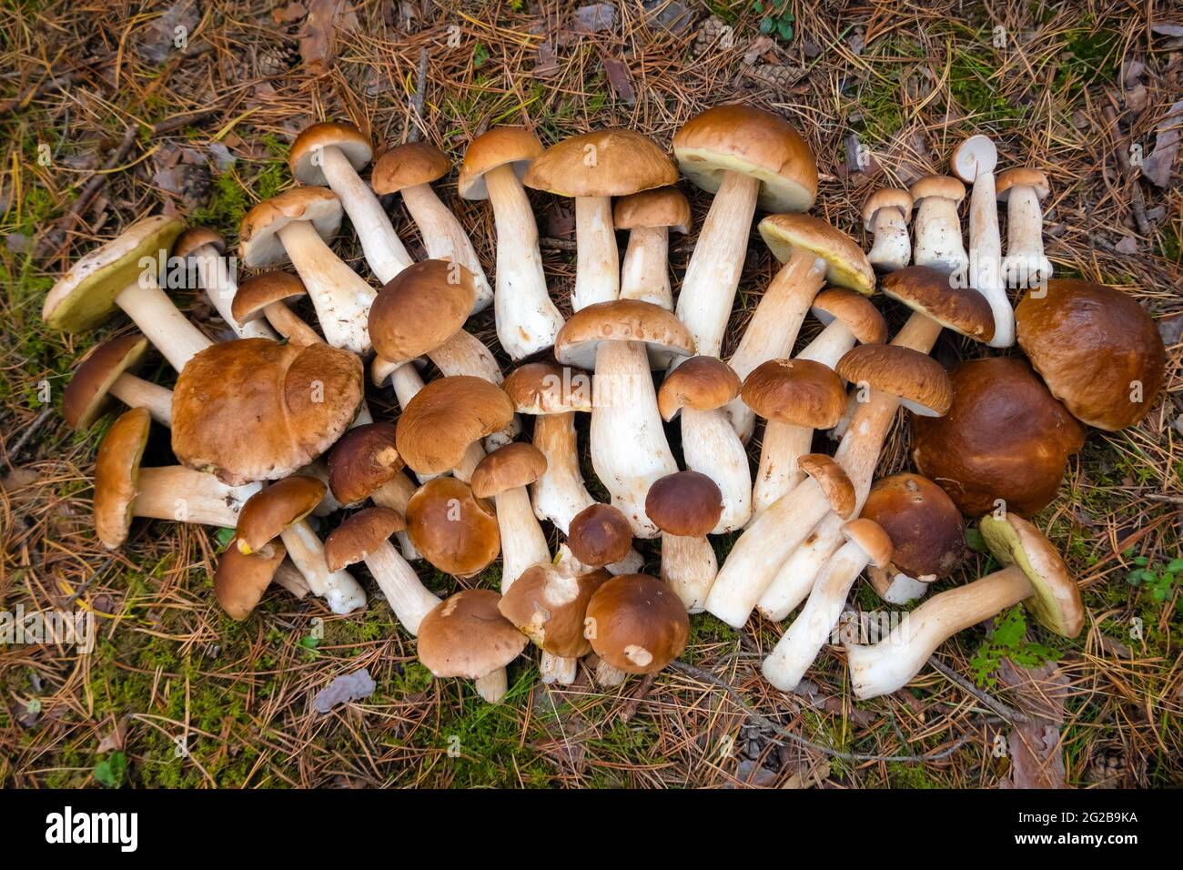 Un sacco di Boletus Edulis nella foresta. Funghi commestibili crudi sul muschio nei boschi in caduta. Nessuno Foto Stock