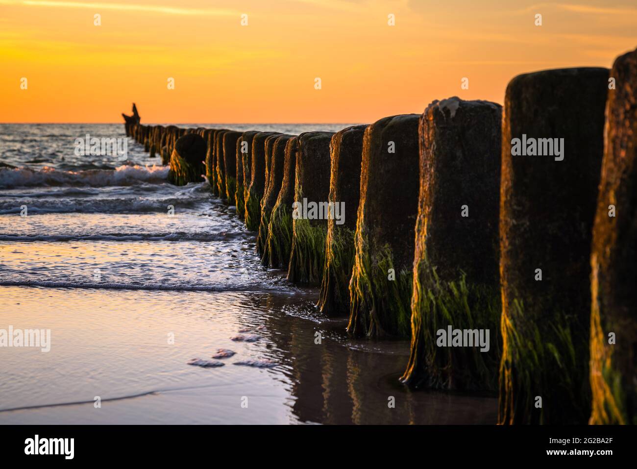 Pali di legno alla spiaggia al tramonto dorato. Le teste di palo di interruttore di onda nelle onde dell'oceano. Foto Stock