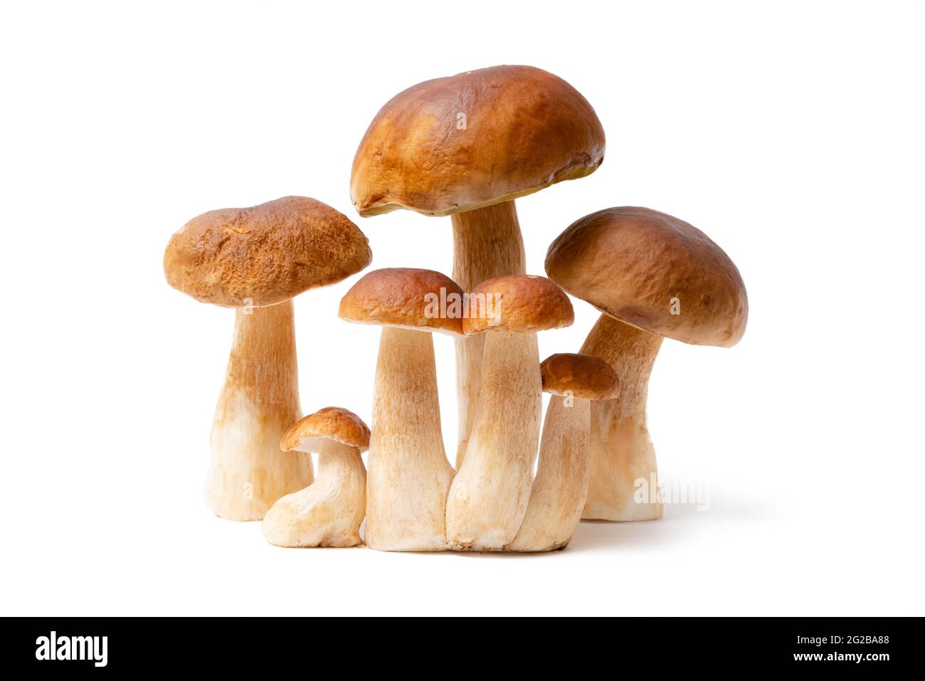 Gruppo di Boletus Edulis marrone isolato su sfondo bianco. Funghi commestibili in cucina. Nessuno Foto Stock